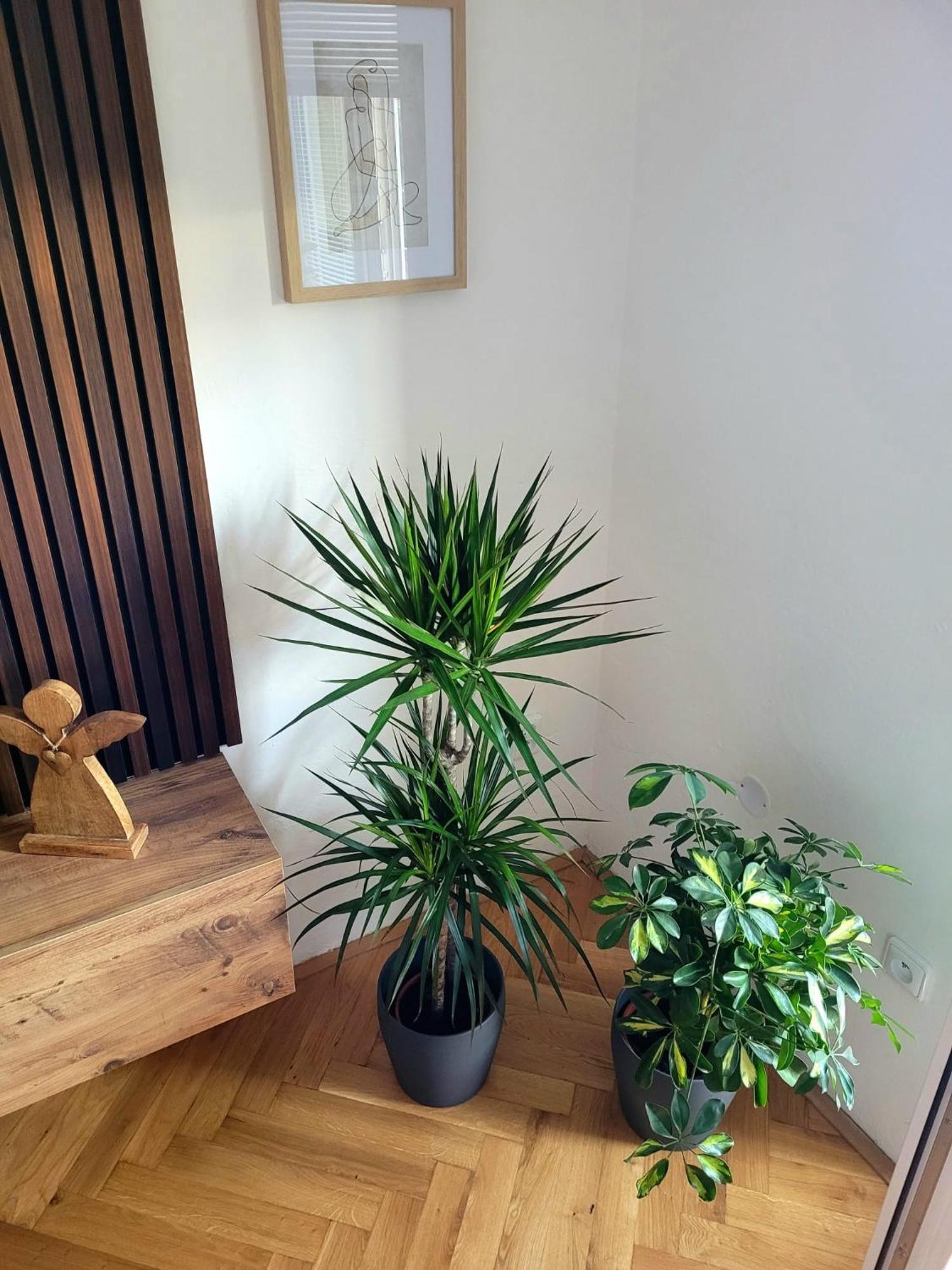 Apartment Novy Eva